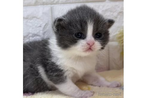成約済の山梨県のブリティッシュショートヘア-109958の1枚目