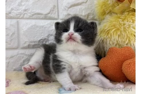 成約済の山梨県のブリティッシュショートヘア-109958の2枚目