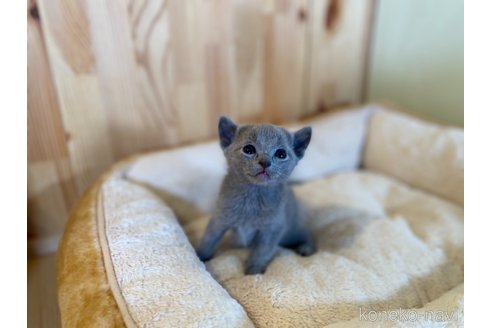 成約済の長野県のロシアンブルー-109960の14枚目