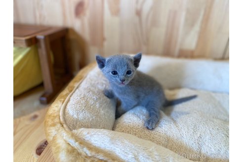 成約済の長野県のロシアンブルー-109960の10枚目