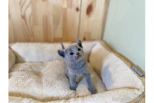 成約済の長野県のロシアンブルー-109961の3枚目