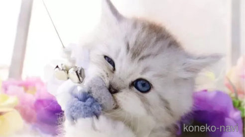 成約済の岐阜県のラガマフィン-109964の5枚目