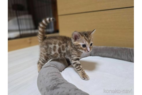 成約済の神奈川県のベンガル-109956の4枚目