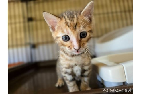 成約済の神奈川県のベンガル-109956の7枚目