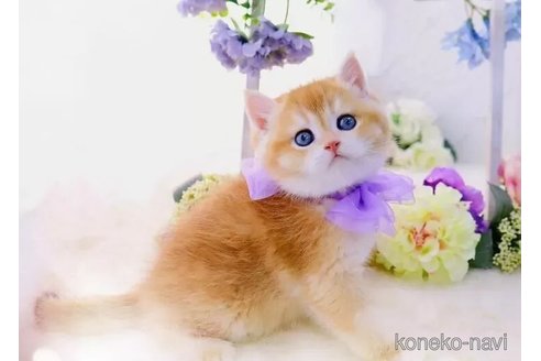 成約済の岐阜県のブリティッシュショートヘア-109966の2枚目