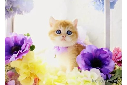 成約済の岐阜県のブリティッシュショートヘア-109967の3枚目
