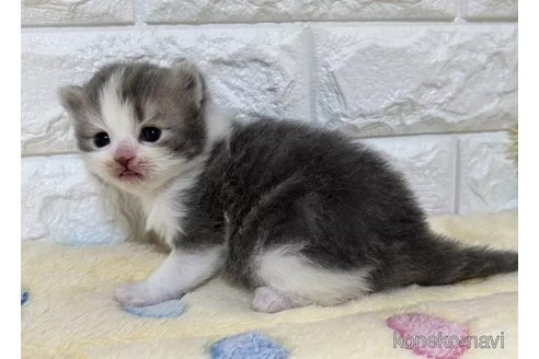 成約済の山梨県のスコティッシュフォールド-109971の3枚目