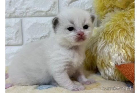 成約済の山梨県のラグドール-109973の2枚目