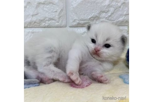 成約済の山梨県のラグドール-109973の5枚目