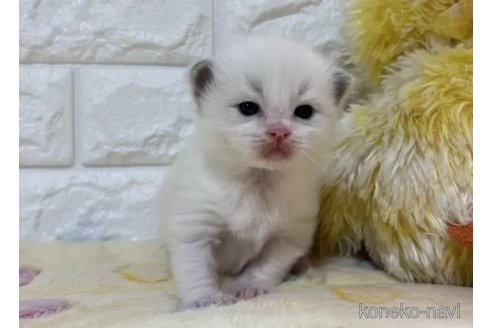 成約済の山梨県のラグドール-109973の4枚目