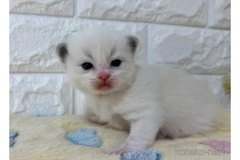 成約済の山梨県のラグドール-109973の6枚目