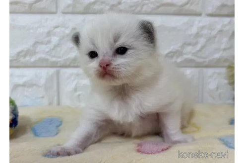 成約済の山梨県のラグドール-109973の3枚目