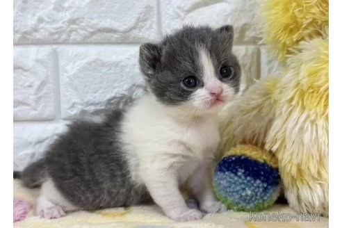 成約済の山梨県のブリティッシュショートヘア-109977の4枚目
