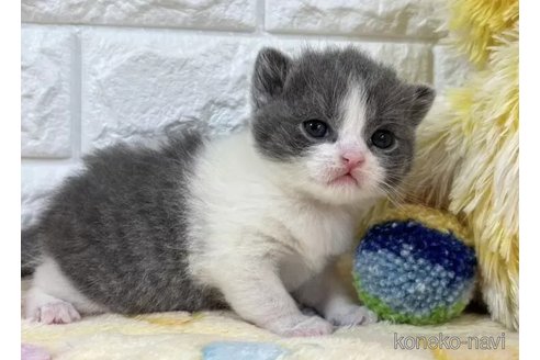 成約済の山梨県のブリティッシュショートヘア-109977の5枚目