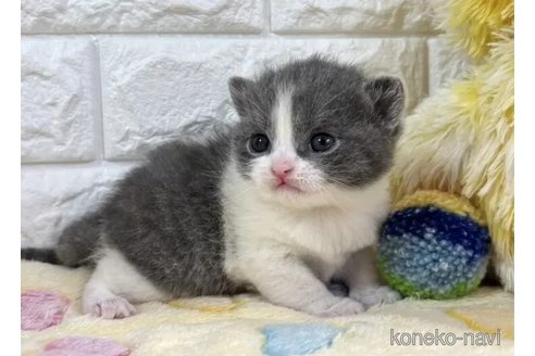 成約済の山梨県のブリティッシュショートヘア-109977の6枚目