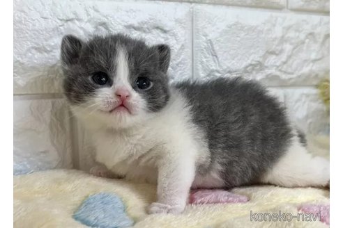 成約済の山梨県のブリティッシュショートヘア-109977の2枚目
