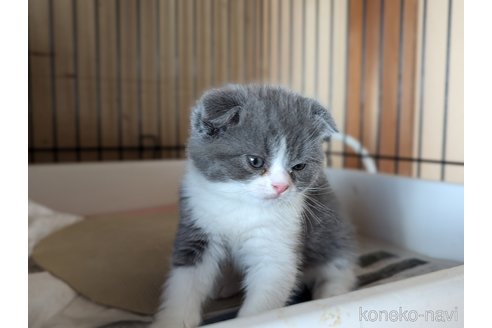 成約済の愛知県のスコティッシュフォールド-108922の2枚目