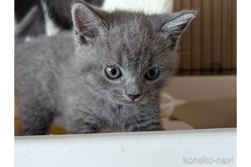 成約済の愛知県のスコティッシュフォールド-108921の3枚目