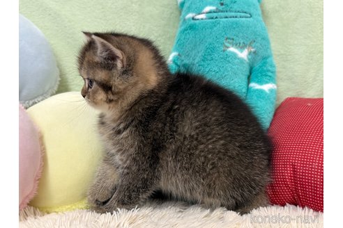 成約済の大阪府のブリティッシュショートヘア-108069の6枚目