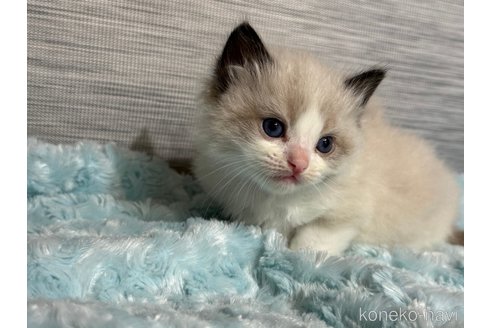 成約済の群馬県のラグドール-109990の2枚目