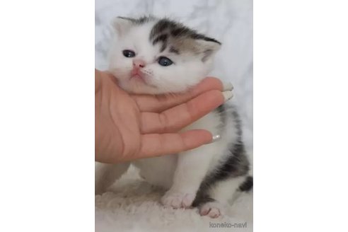 成約済の埼玉県のスコティッシュフォールド-109994の4枚目