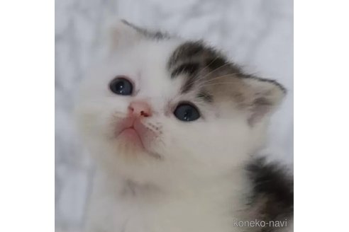 成約済の埼玉県のスコティッシュフォールド-109994の2枚目