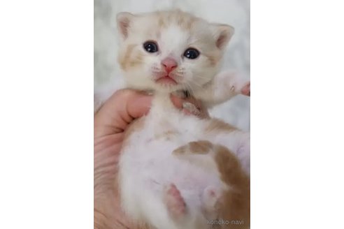 商談中の埼玉県のスコティッシュフォールド-109995の4枚目