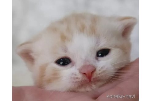 商談中の埼玉県のスコティッシュフォールド-109995の1枚目