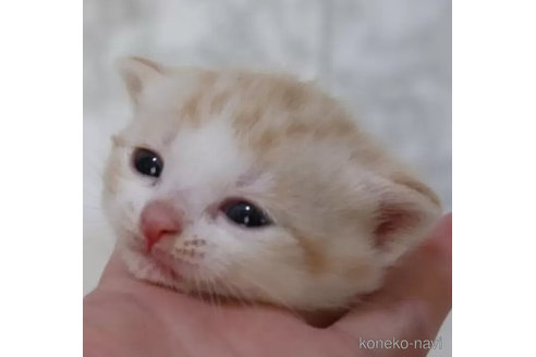 商談中の埼玉県のスコティッシュフォールド-109995の2枚目