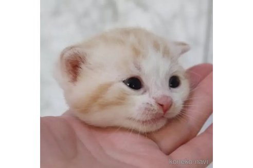 商談中の埼玉県のスコティッシュフォールド-109995の3枚目