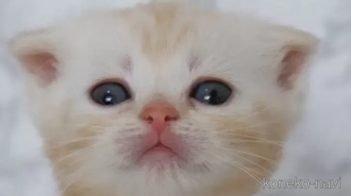 成約済の埼玉県のスコティッシュフォールド-109997の1枚目
