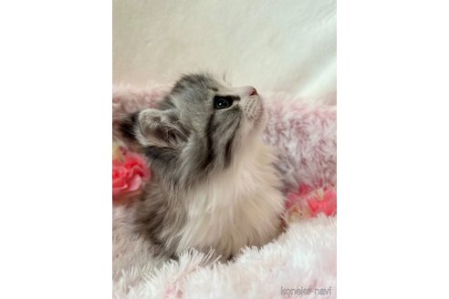 販売中の兵庫県のノルウェージャンフォレストキャット-110001の2枚目
