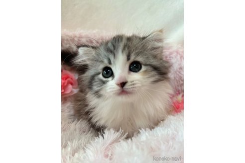 販売中の兵庫県のノルウェージャンフォレストキャット-110001の3枚目