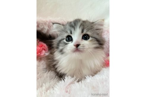販売中の兵庫県のノルウェージャンフォレストキャット-110001の4枚目