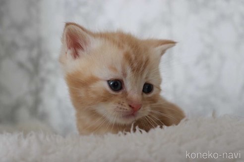 成約済の埼玉県のスコティッシュフォールド-110011の10枚目