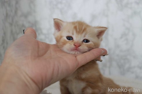 成約済の埼玉県のスコティッシュフォールド-110011の6枚目