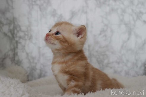 成約済の埼玉県のスコティッシュフォールド-110011の7枚目