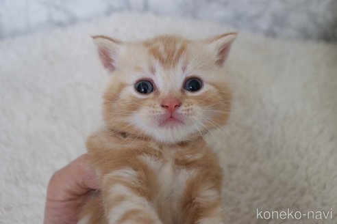 成約済の埼玉県のスコティッシュフォールド-110011の1枚目