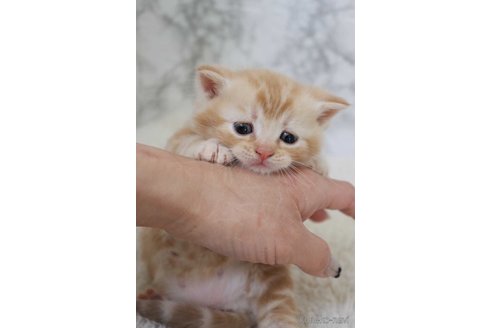 成約済の埼玉県のスコティッシュフォールド-110011の5枚目