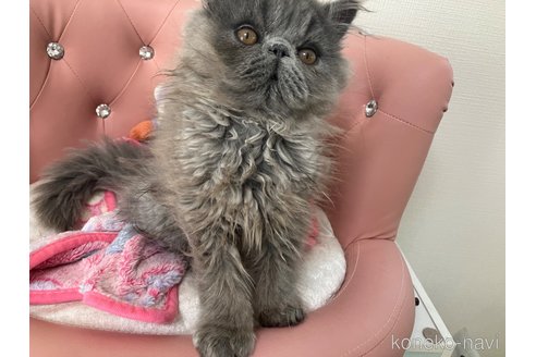 成約済の宮城県のエキゾチックロングヘア-104093の2枚目