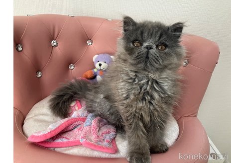 成約済の宮城県のエキゾチックロングヘア-104093の3枚目