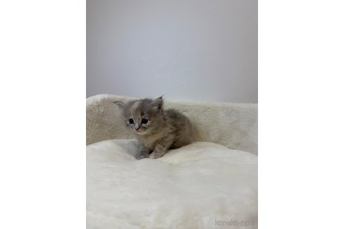 成約済の埼玉県のサイベリアン-110017の5枚目