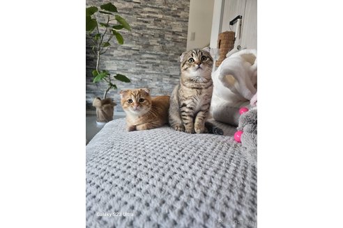 成約済の福岡県のマンチカン-105293の4枚目