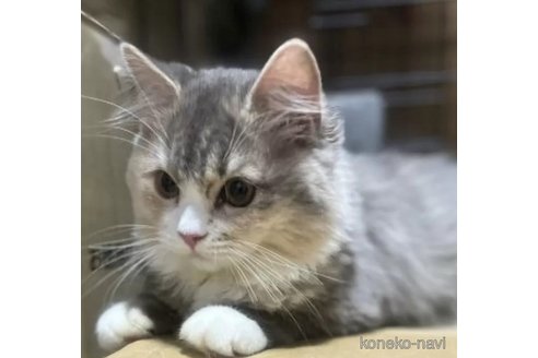 成約済の千葉県のスコティッシュフォールド-110029の4枚目
