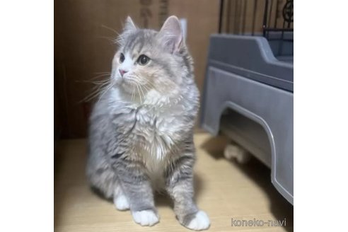 成約済の千葉県のスコティッシュフォールド-110029の5枚目