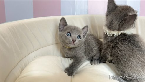成約済の群馬県のロシアンブルー-110034の4枚目
