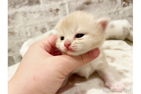 成約済の島根県のスコティッシュフォールド-110037の4枚目
