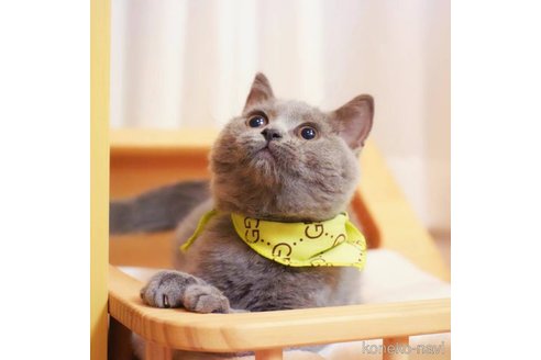 販売中の大阪府のスコティッシュストレート-110052