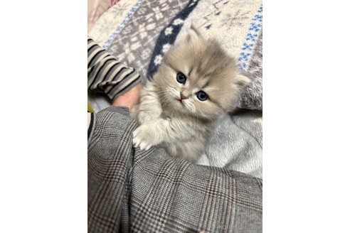 成約済の愛知県のミヌエット(短足)-110055の8枚目