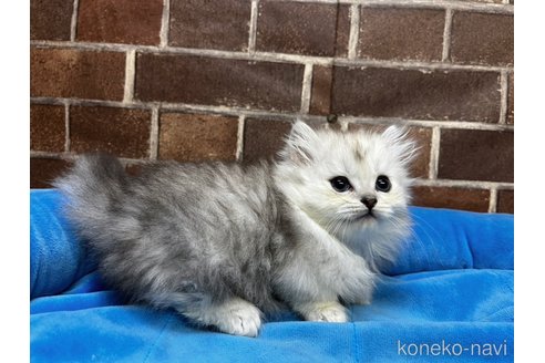 成約済の東京都のミヌエット(短足)-110065の6枚目